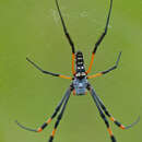 صورة Trichonephila senegalensis (Walckenaer 1841)