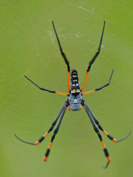 صورة Trichonephila senegalensis (Walckenaer 1841)