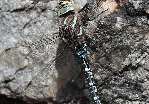 Image of hawker dragonfly