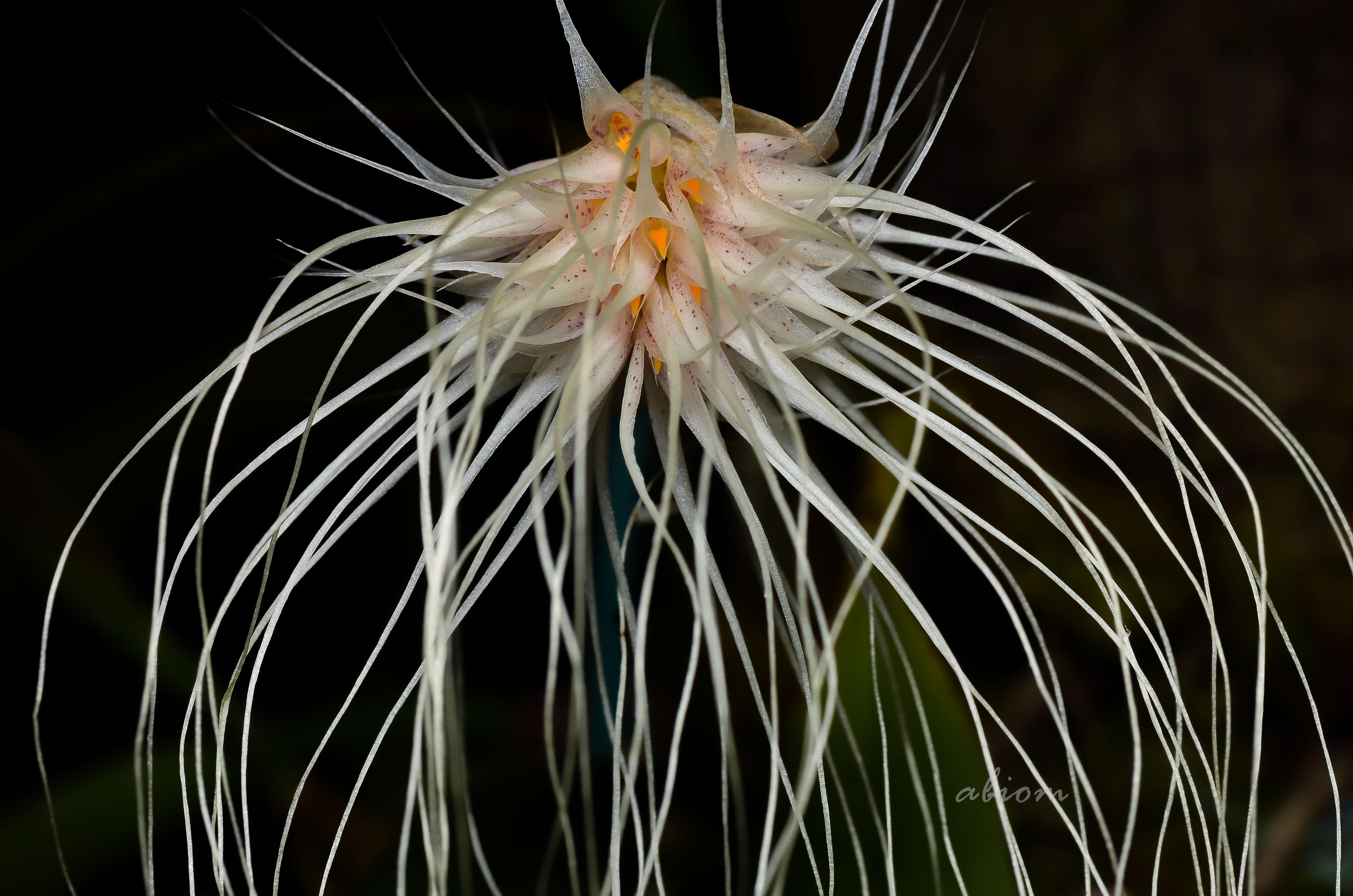 Image of Medusa's Bulbophyllum