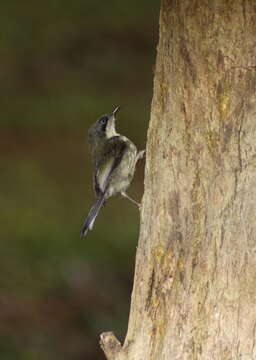 Image of Apalis Swainson 1833