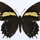 Image de Papilio menatius eurotas