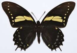 Слика од Papilio menatius Hübner 1819