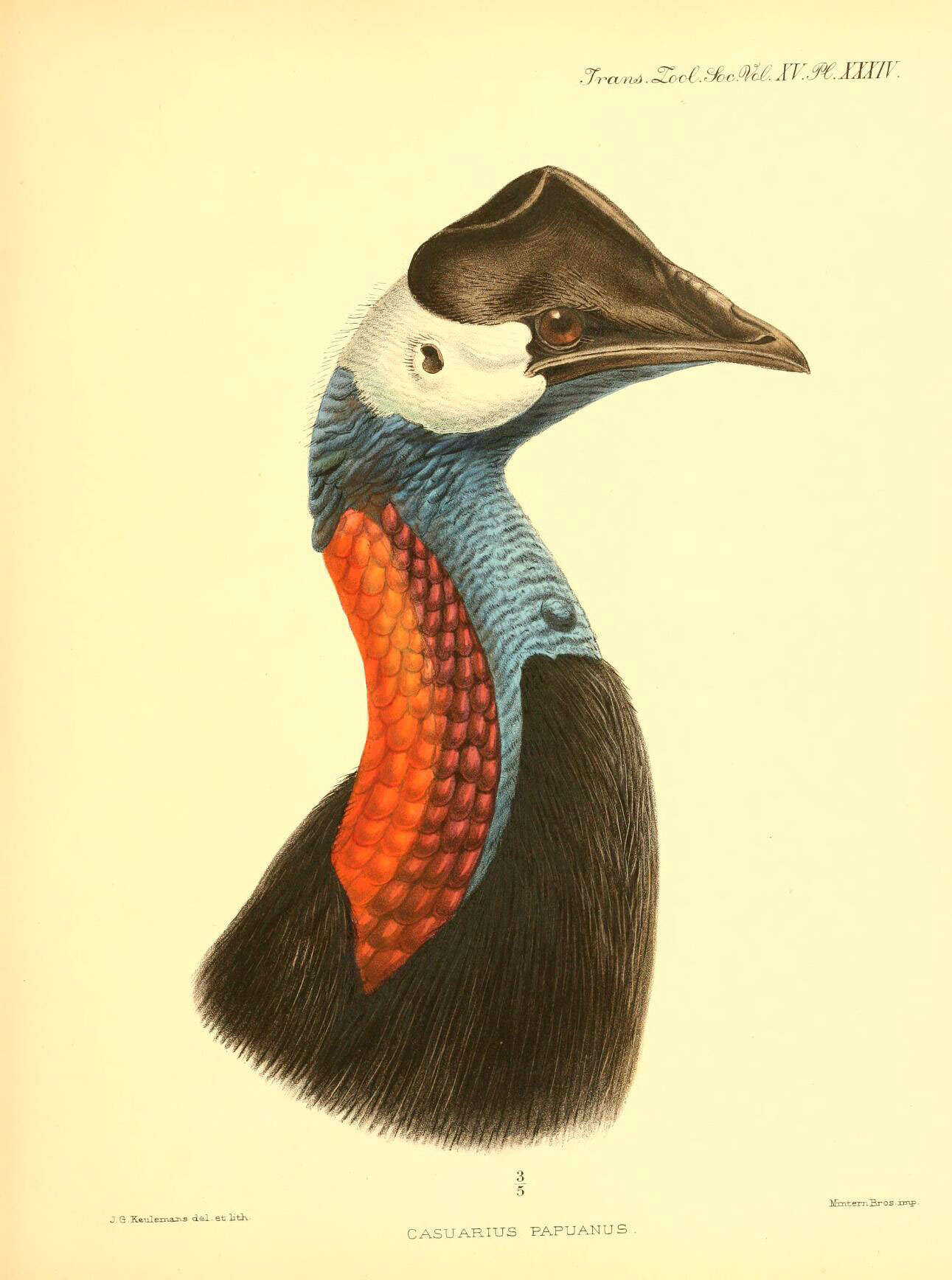 Image of Casuarius Brisson 1760