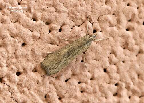 Image of celery stalkworm