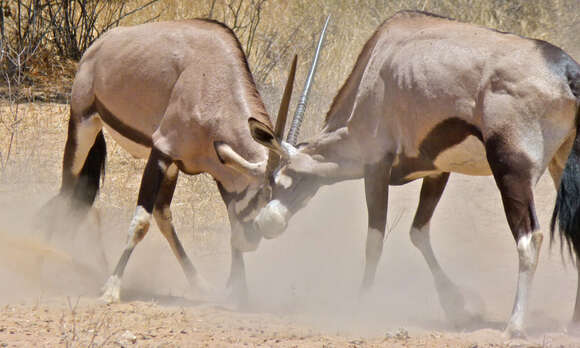 Image of Gemsbok