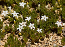 Image de Pentachondra pumila (J. R. & G. Forst.) R. Br.