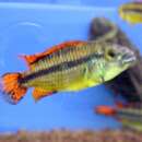 Image of Cockatoo Dwarf Cichlid