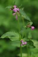 Image of red catchfly