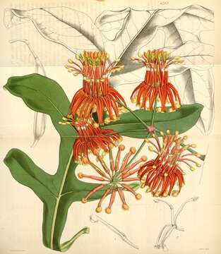Image of Stenocarpus