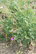 Image of Erodium manescavii Cosson