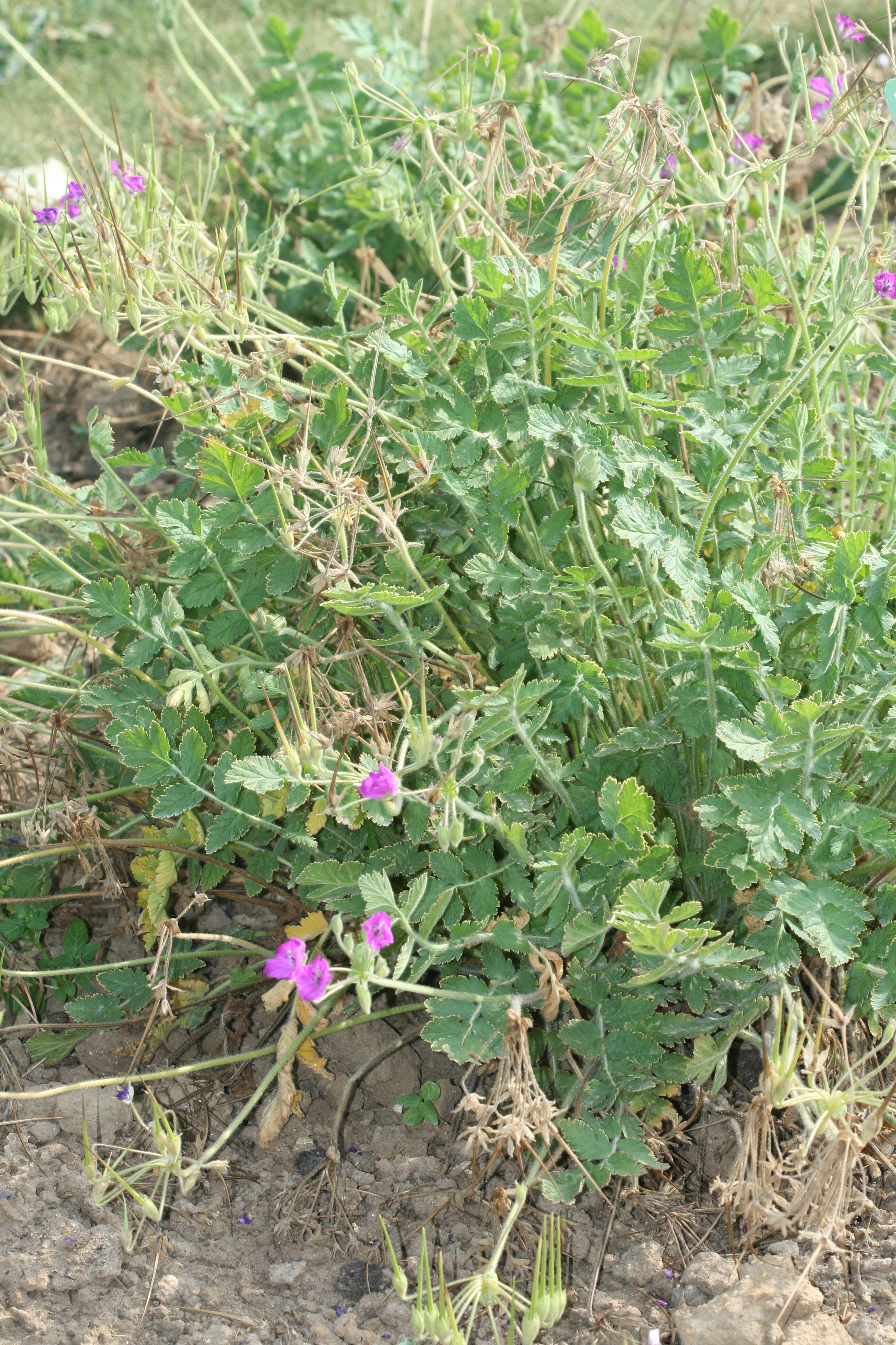 Image of Erodium manescavii Cosson