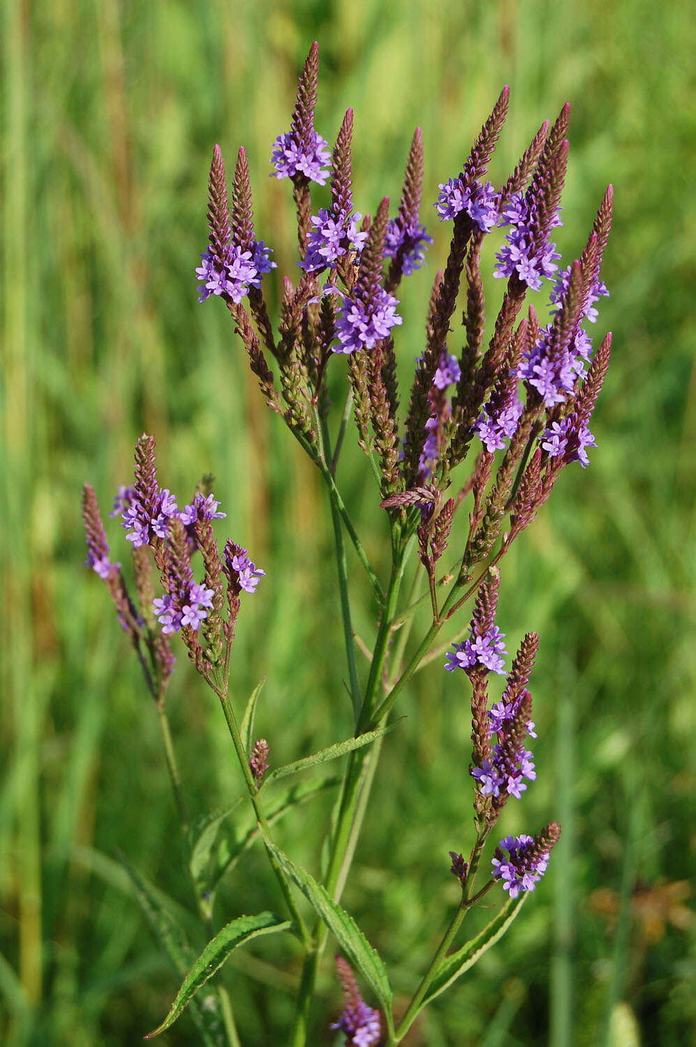 Image of swamp verbena