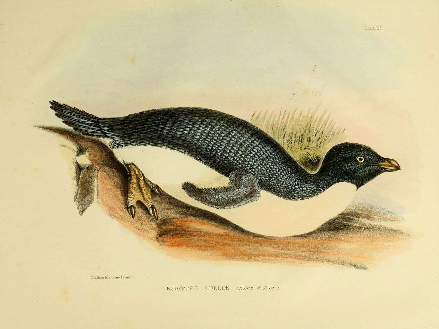 Image of Pygoscelis Wagler 1832