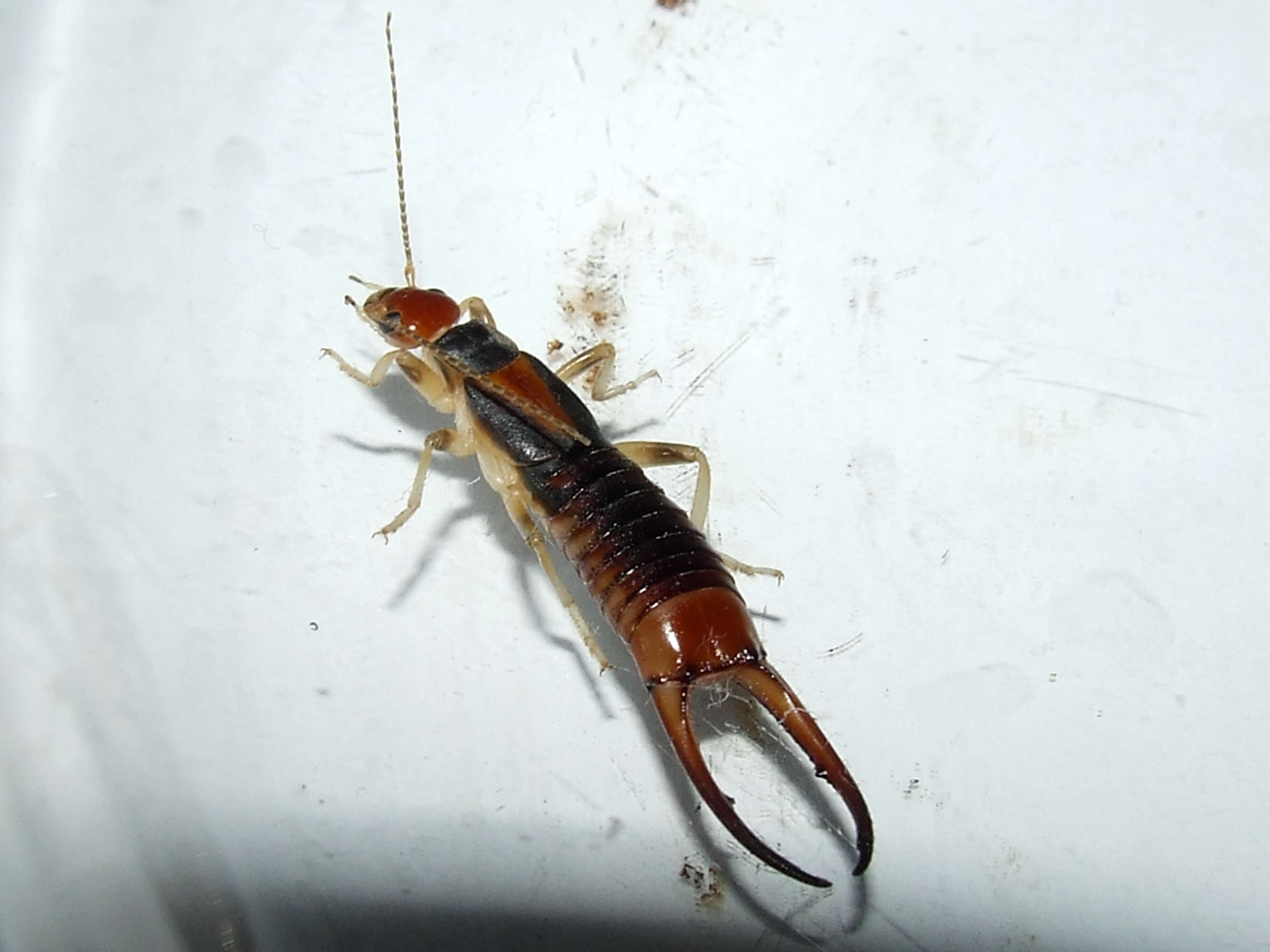 Image of Labiduroidea