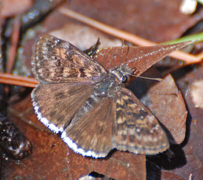 Image of Juvenal's Duskywing