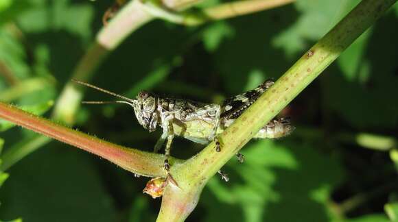 Слика од Melanoplus