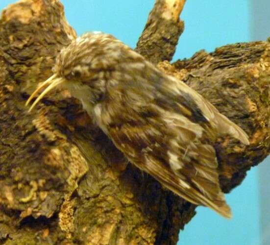 Image of treecreepers