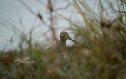 Image of Wilson's Snipe