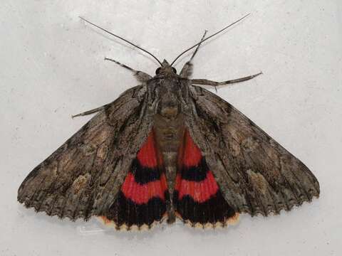 Image of Scarlet Underwing