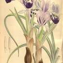Imagem de Iris stenophylla Hausskn. ex Baker