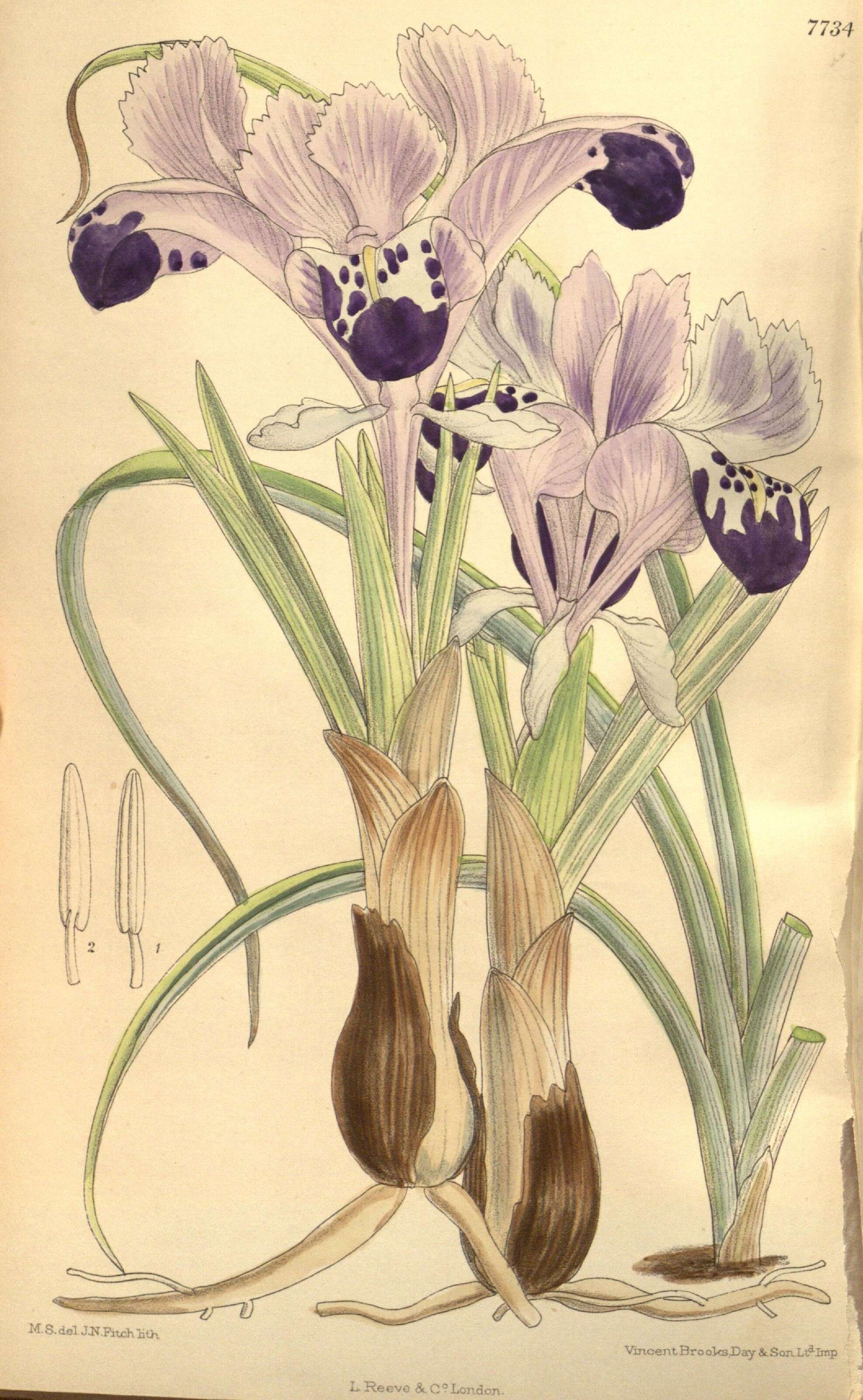 Image of Iris stenophylla Hausskn. ex Baker