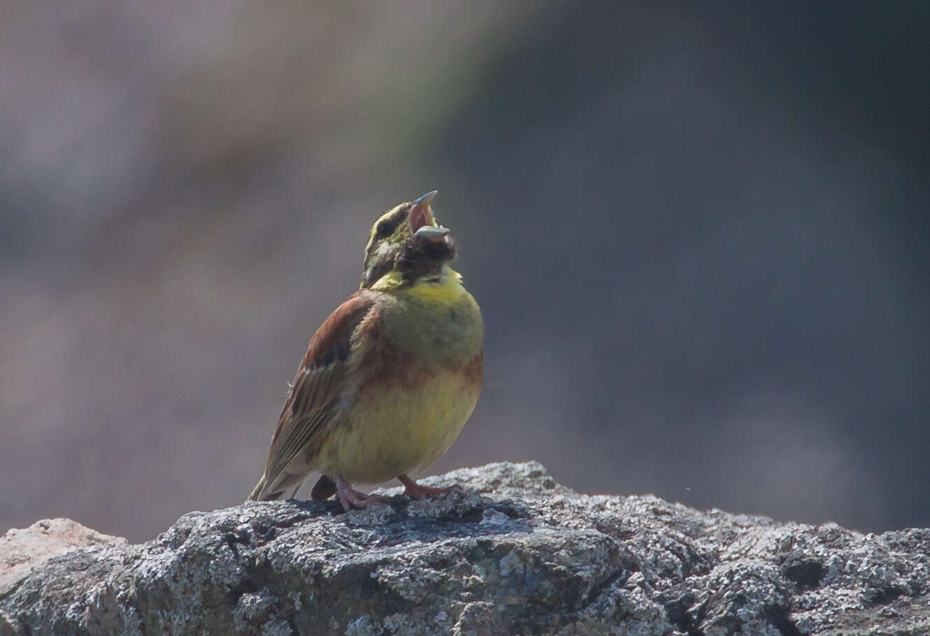 Image of Emberiza Linnaeus 1758