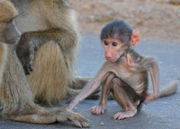 Image of Baboon