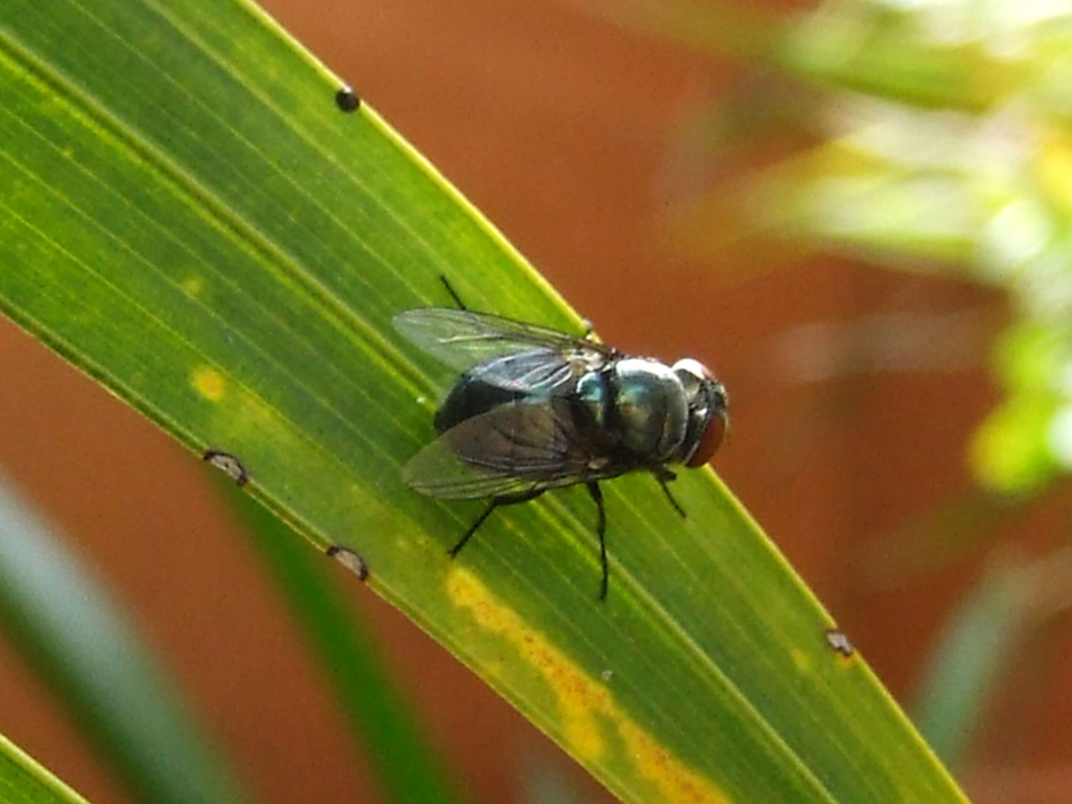 Image of blow flies