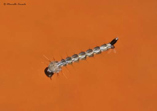 Image of Asian Tiger Mosquito