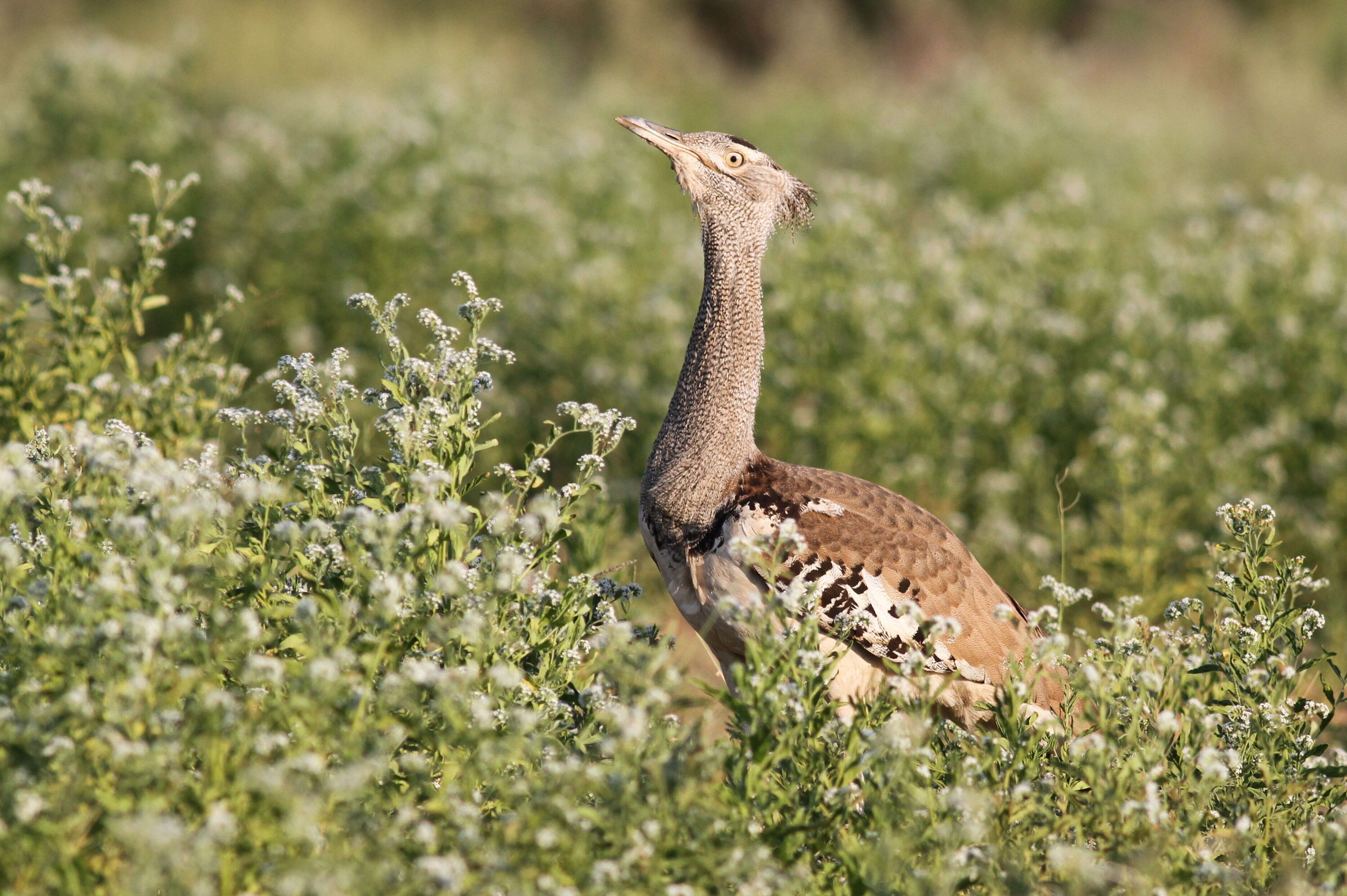 Image of Kori Bustard