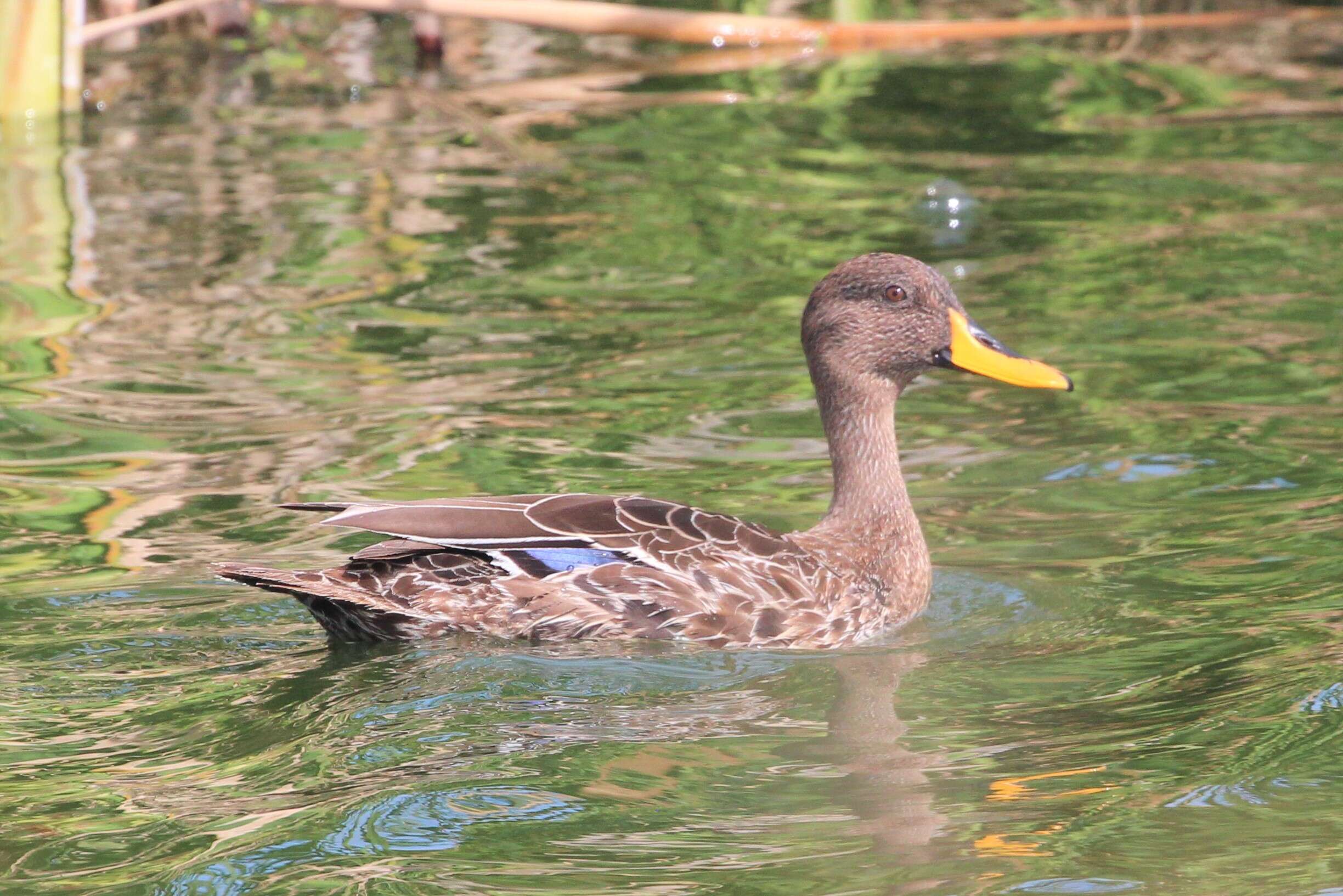 Image of Yellow-billed Duck