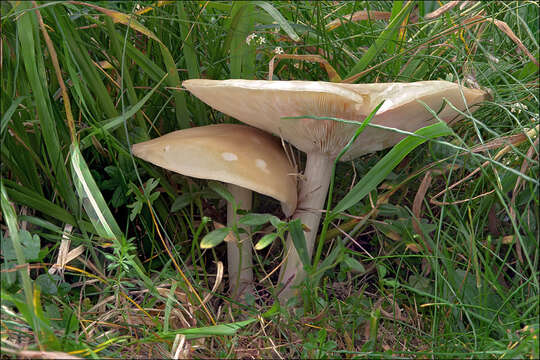 Image of Melanoleuca subalpina (Britzelm.) Bresinsky & Stangl 1976