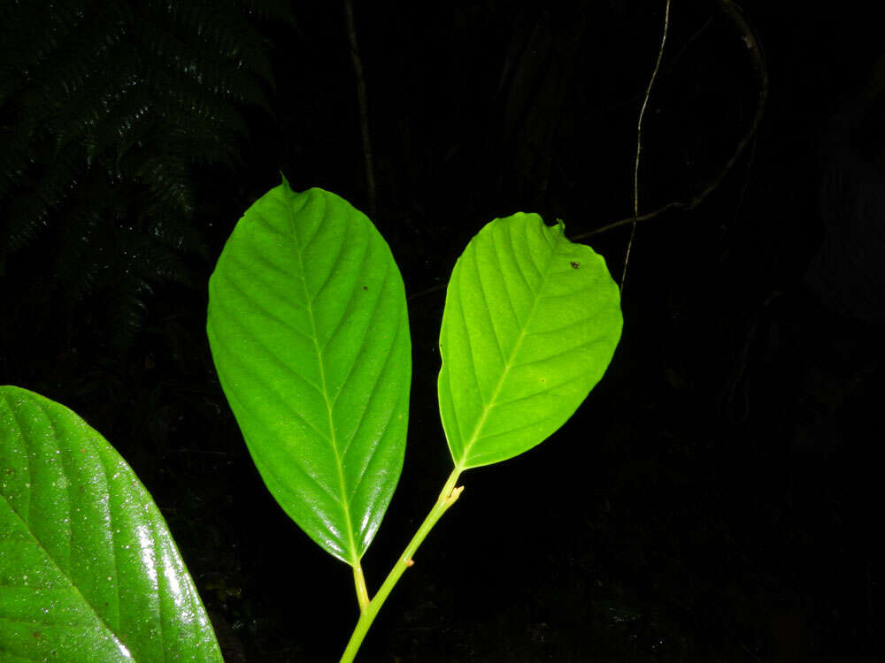 Image of Stemonuraceae