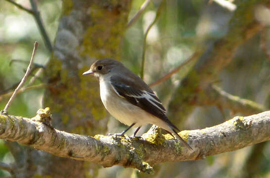 Image of European Pied Flycatcher