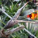 Image of Aechmea fosteriana L. B. Sm.