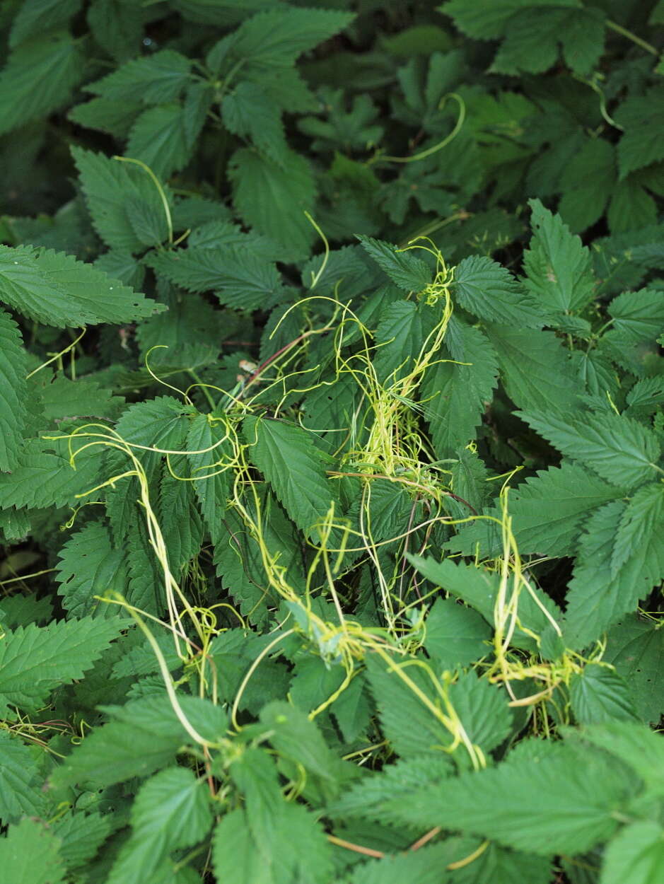 Imagem de Cuscuta europaea L.