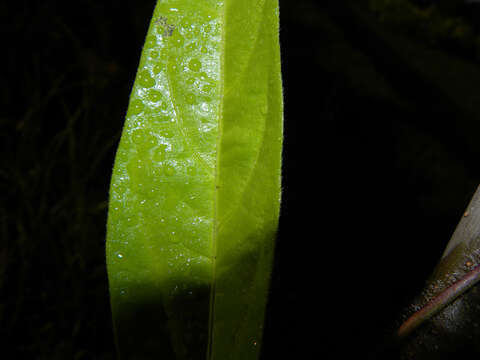 Image of cowpea