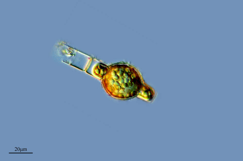 Image of Melosira varians