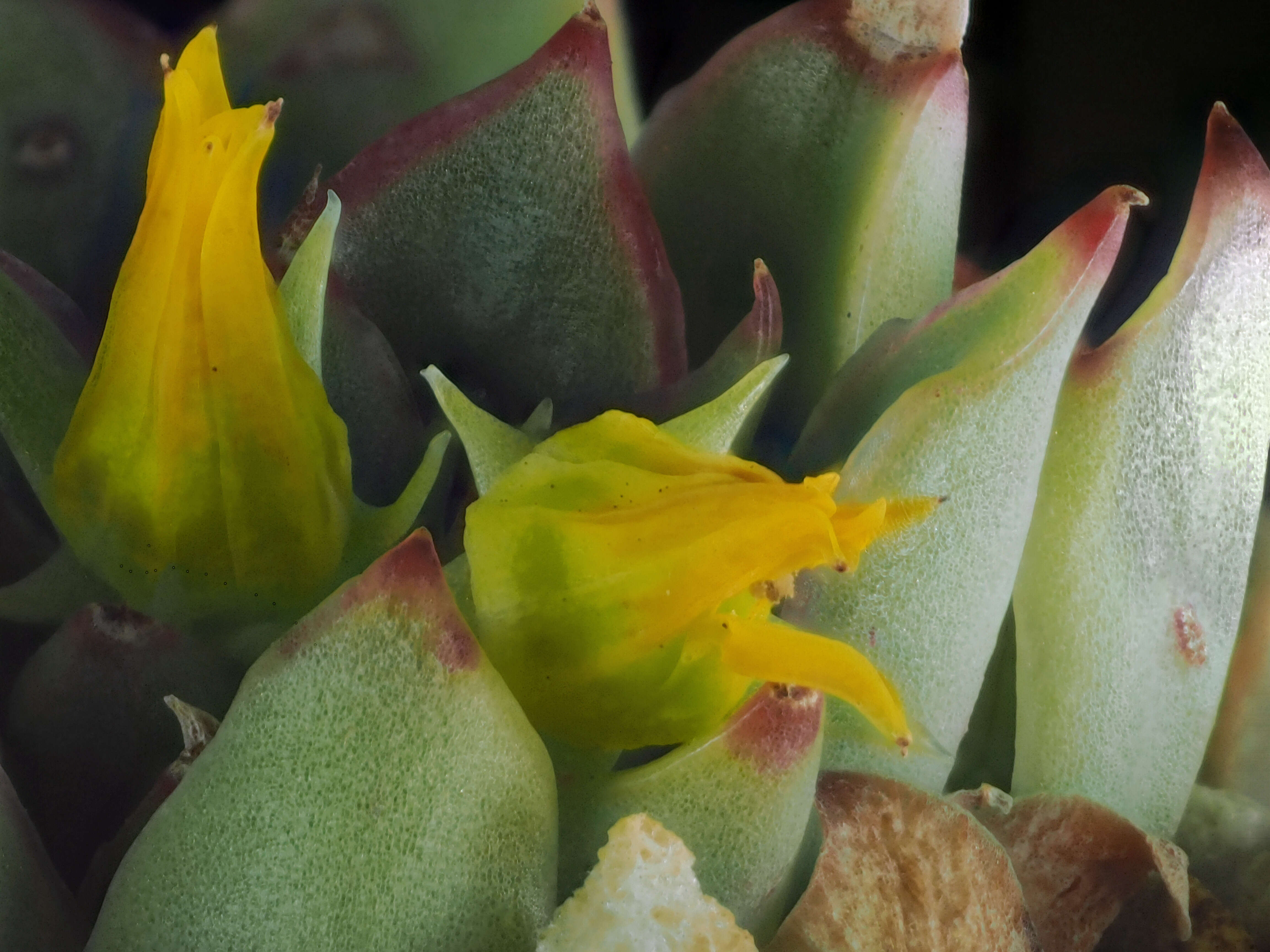 Image of Echeveria pulidonis Walther