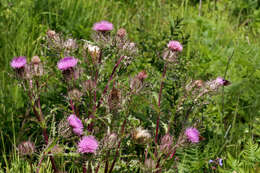 صورة Cirsium horridulum Michx.