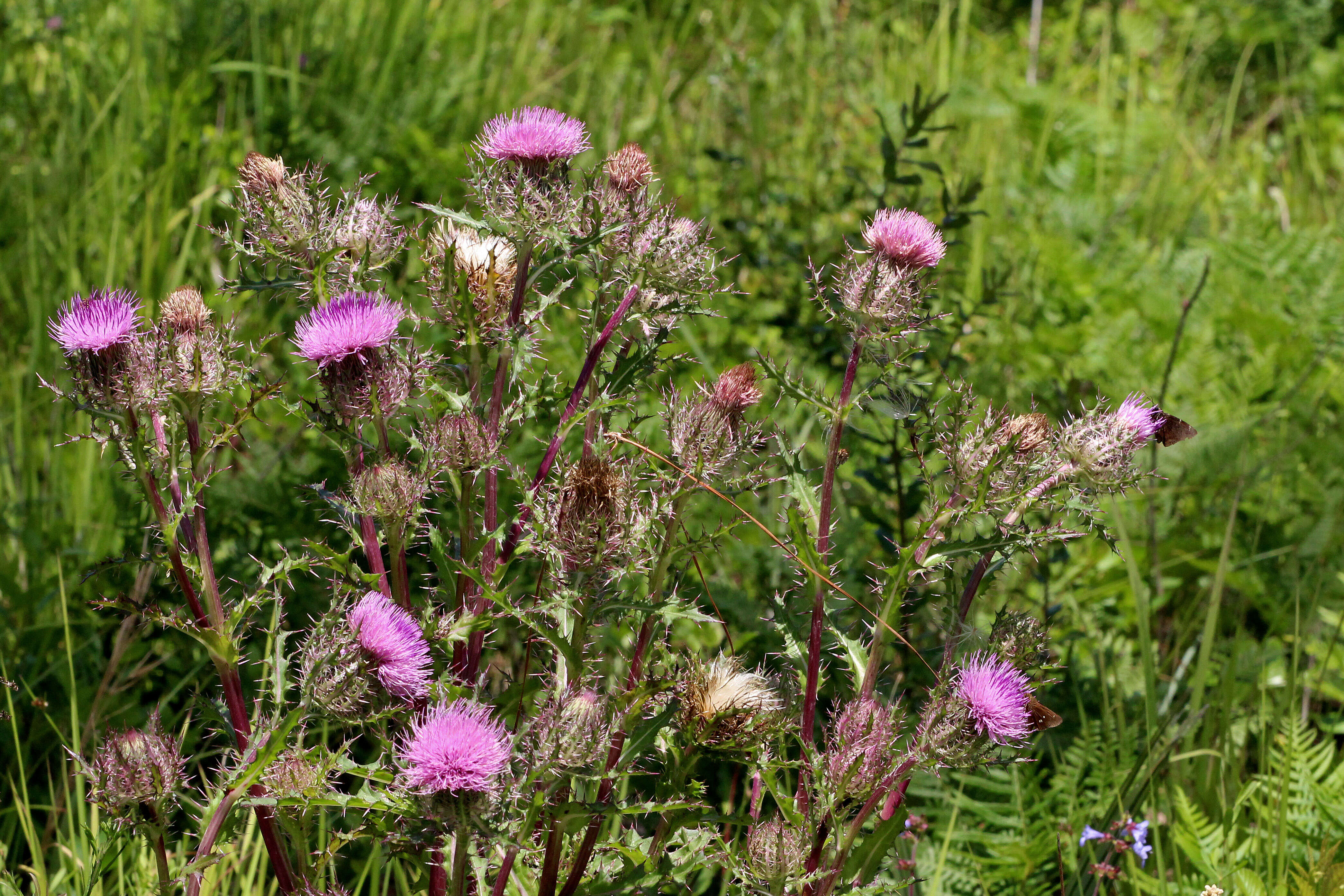 Image of yellow thistle