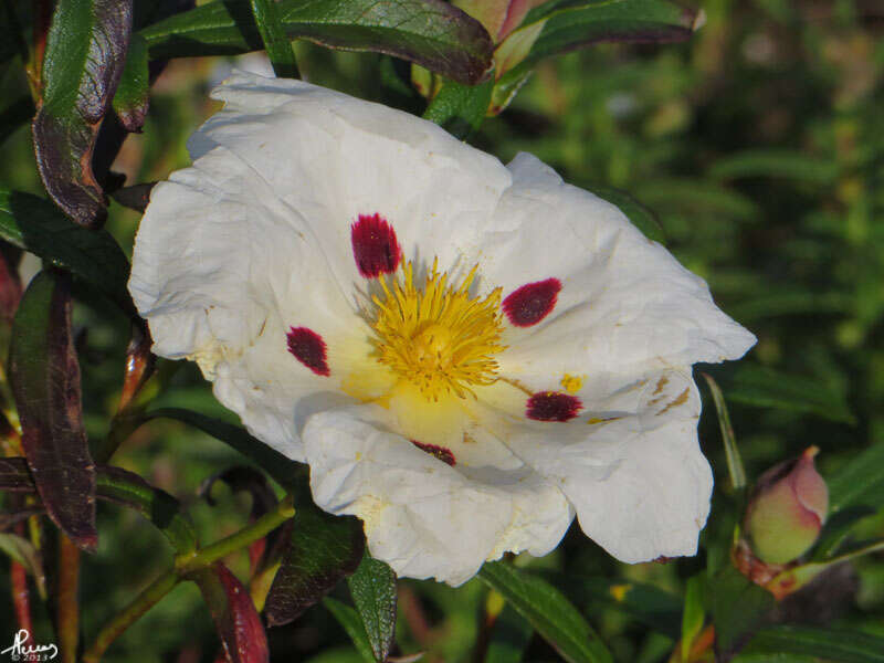 Image of Rockrose