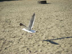 Image of Western Gull