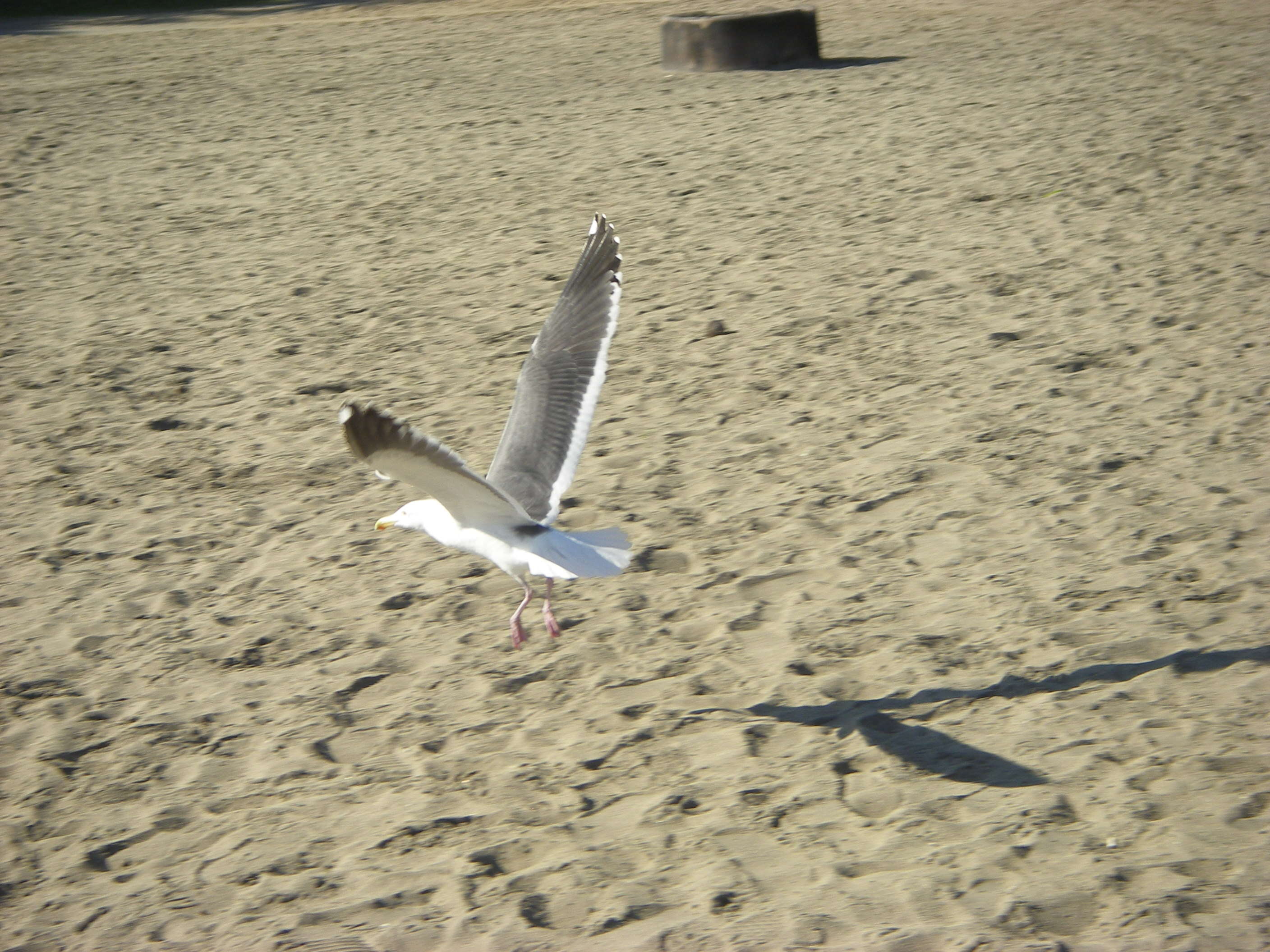 Image of Western Gull