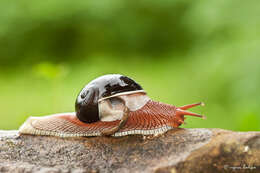 Image of black-faced snails