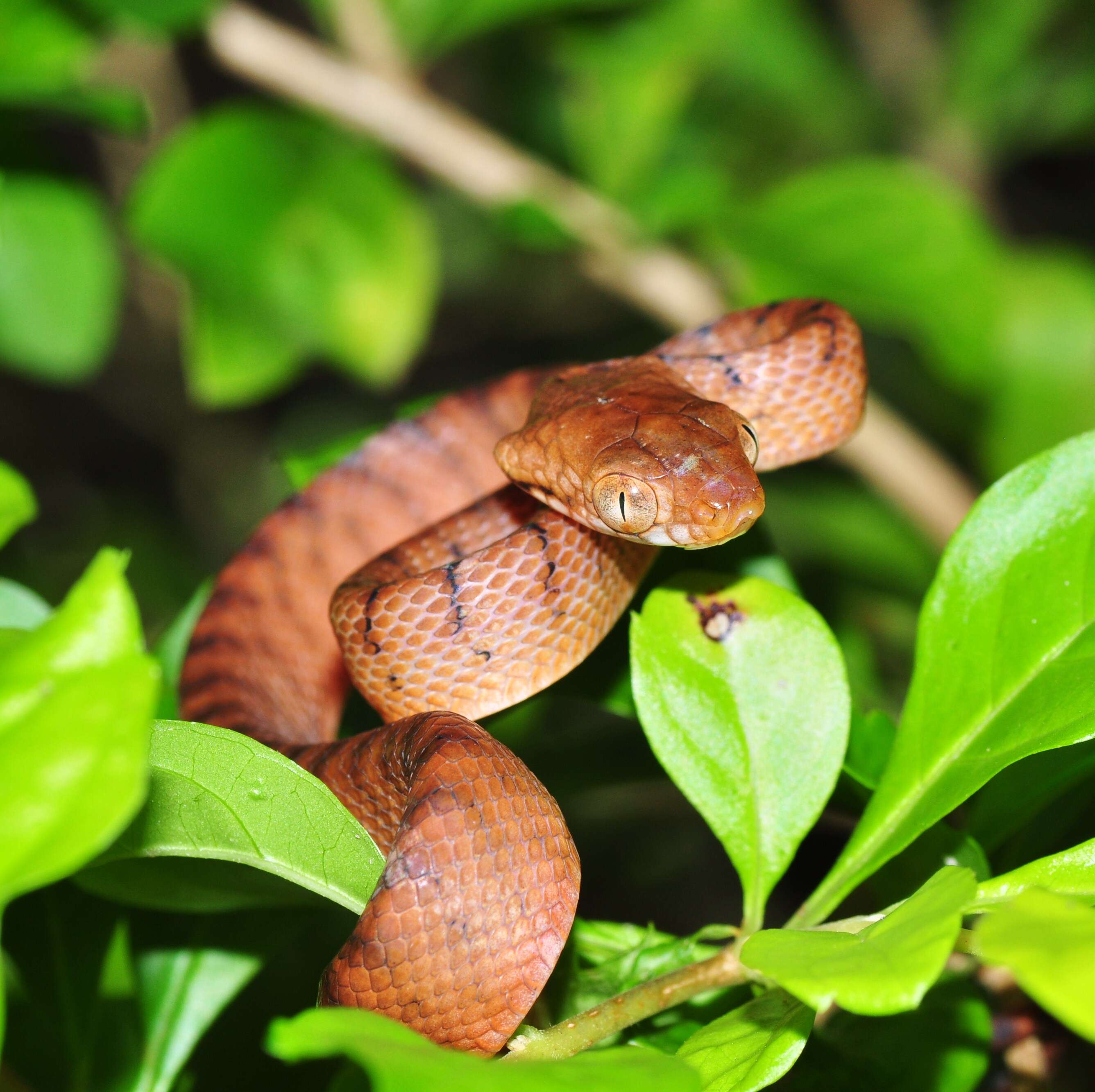 Image of Cat Snakes