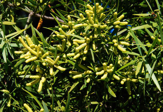 Image of Sickle-leaved Yellowwood