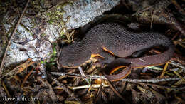 Image of Western North American newts