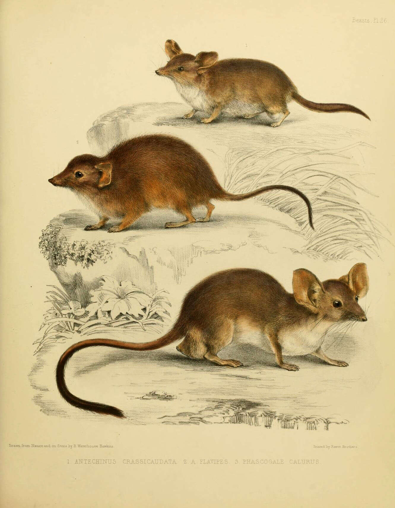 Image of Phascogalini Gill 1872